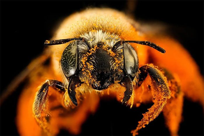 Bees play an important role in the ecosystem.