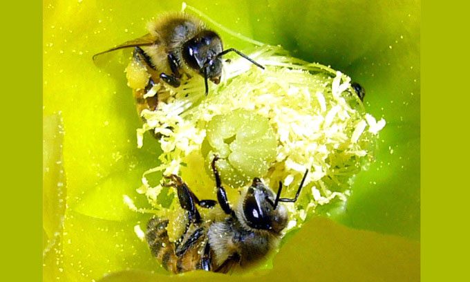 Killer bees (Africanized bees) collecting pollen in the Mojave Desert.