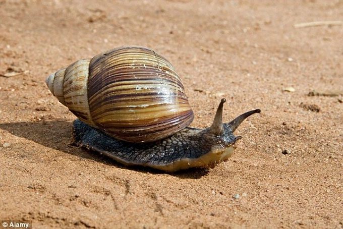Giant African Snail is a harmful species that can cause significant damage to vegetation.