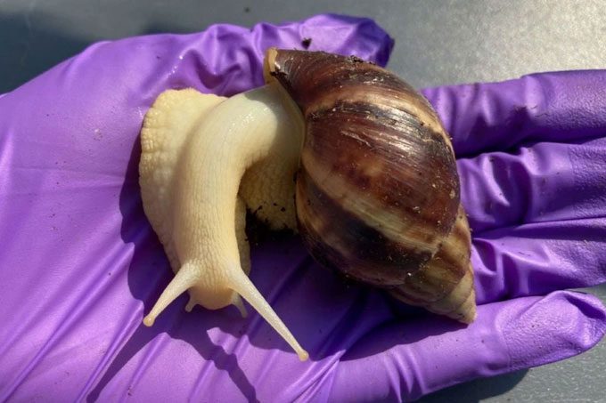 Giant African Snail causing distress in the USA.