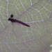 organisms can change the weather and create networks 5657