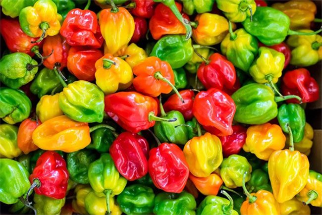 Habanero is one of the hottest peppers in the world, currently grown widely in Vietnam.