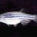 oxygen deficient environment can change gender of fish 5351