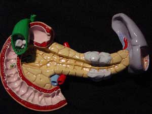 Pancreas Model