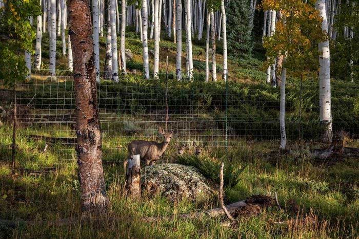 Pando is fenced to protect against deer.