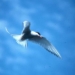 paradise bird paradisaea 5903