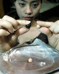 person finds secret to raising black pearl 5239