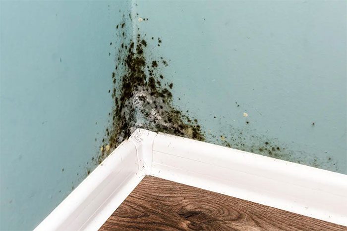Mold grows in damp, water-collecting areas.