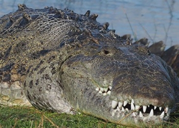 photographer tells story of giant alligator in america 126995