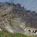 photographer tells story of giant alligator in america 126995