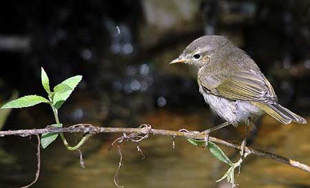 phylloscopus trochilus400
