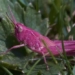 pink dog rarely seen in europe 128783