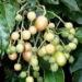 pink grapefruit cures diseases 5461