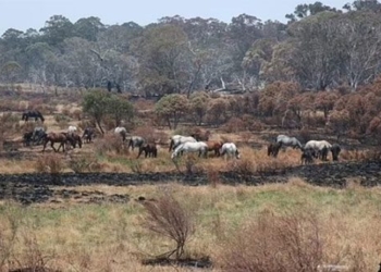 plan to eradicate wild horses in australia 129122