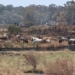 plan to eradicate wild horses in australia 129122