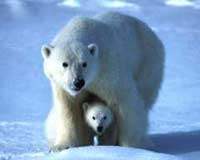 polar bear