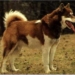 police return successfully resembles new between home dog and pitbull 5597