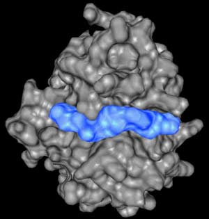 Protozoa Falciparum malaria
