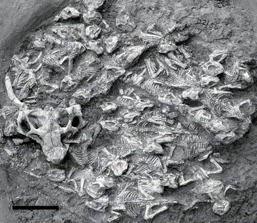 Surrounding the remains of the adult dinosaur are 34 baby dinosaurs