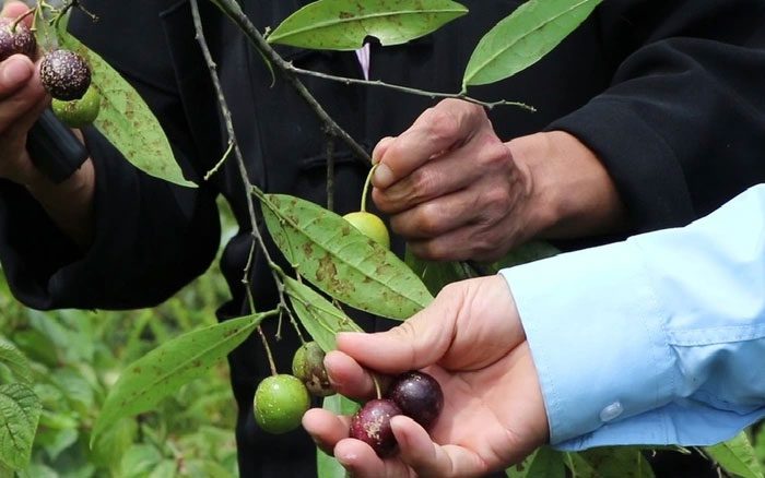 Hồng Châu seeds contain Alkaloid toxin posing health risks to humans