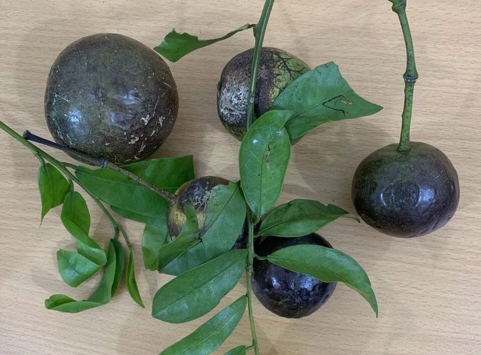 Hồng Châu fruit can be easily mistaken for an edible fruit