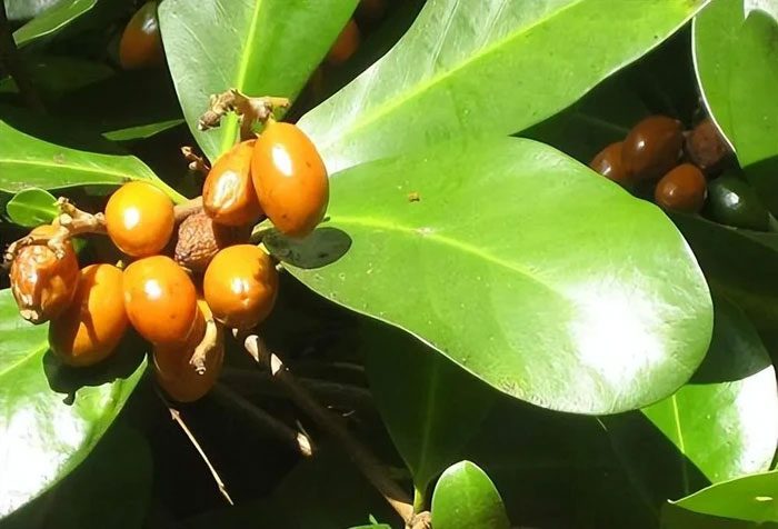 Karaka fruit.