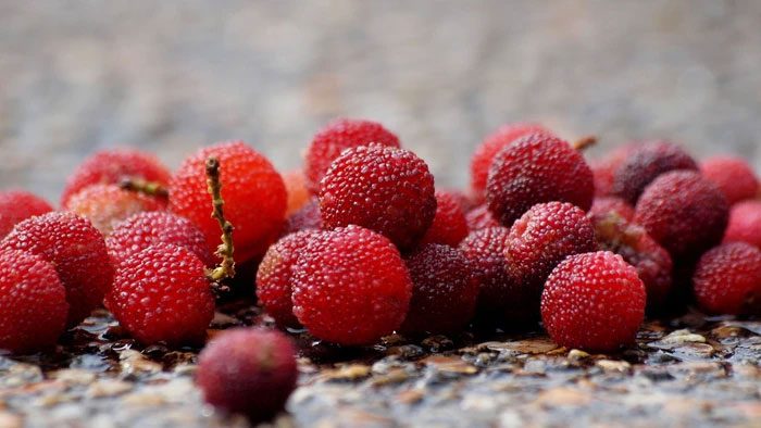 Thanh mai contains compounds proven to reduce inflammation in the body