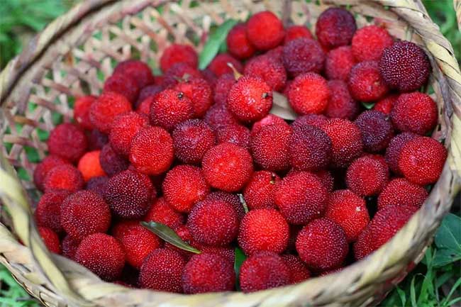 The surface of thanh mai is covered with a layer of "fruit spines"