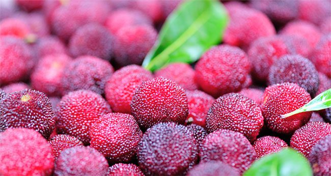 Thanh mai (wild mulberry) has been around for centuries and is good for health.