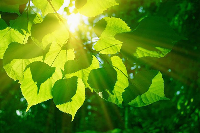 Photosynthesis and the Bose-Einstein condensate state have many similarities.