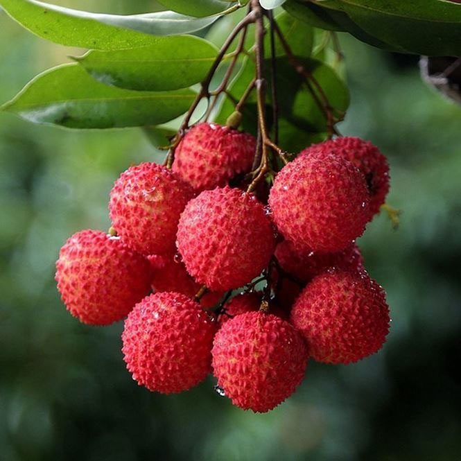 Lychee is in season, sweet, fragrant, and affordable.