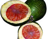 Areca Nut