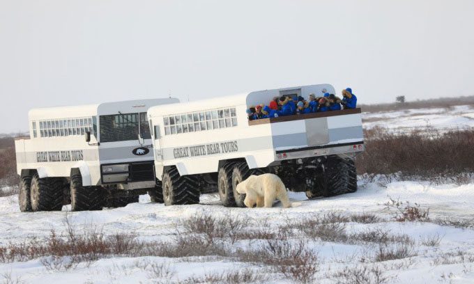 Tourists observing polar bears from a vehicle.