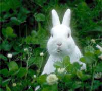 rabbit