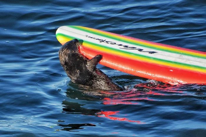 Otter 841