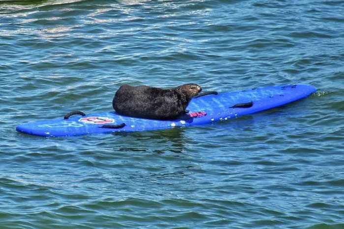 The otter chases away tourists and casually takes their surfboard.