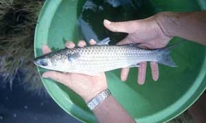 raise fish in a tank 6006
