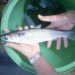 raise fish in a tank 6006
