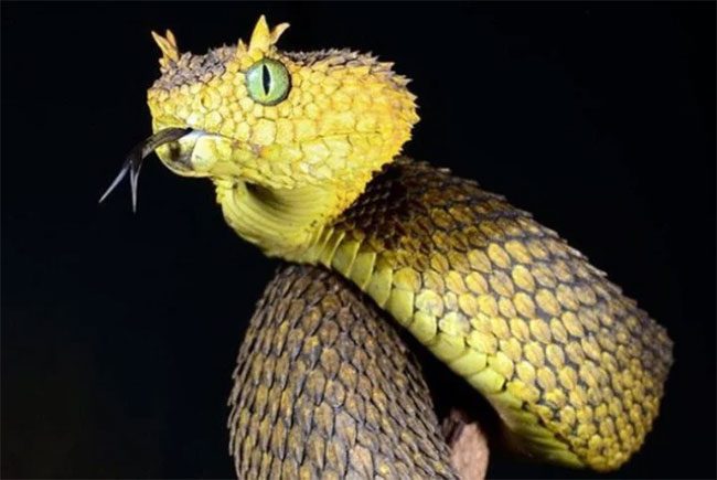 Atheris Hispida