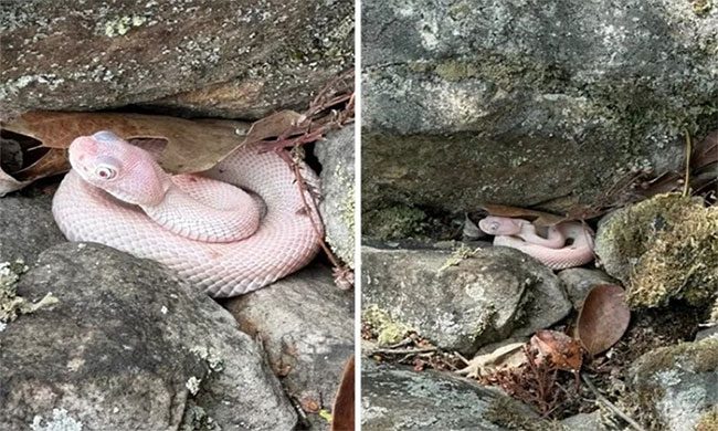 Timber rattlesnakes inhabit the eastern United States