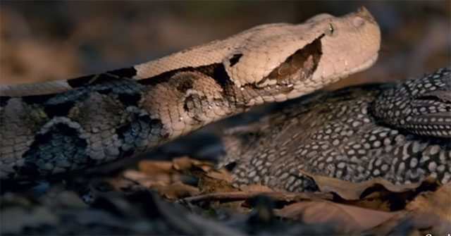 Gaboon Vipers are extremely agile and very skilled at ambushing their prey.