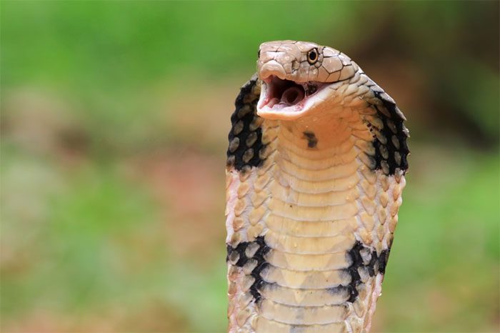 When feeling threatened, the king cobra will raise itself and look into the eyes of its enemy.