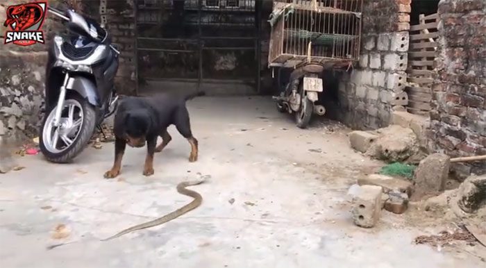 The cobra being dragged out by the fierce dog.