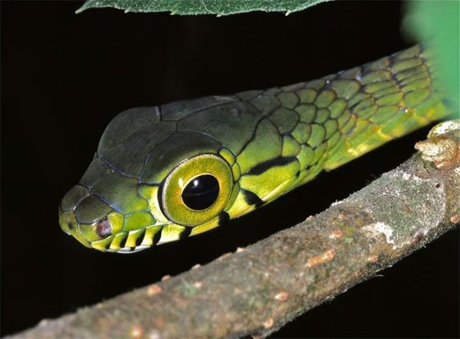Green Tree Python