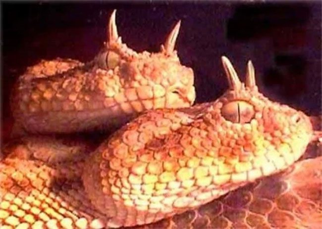 Horned Viper