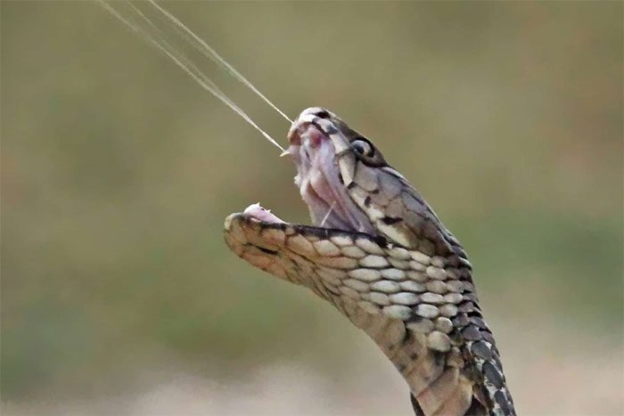 Some species of cobras can accurately spray venom into the eyes of their victims from a distance of 1.5 meters.
