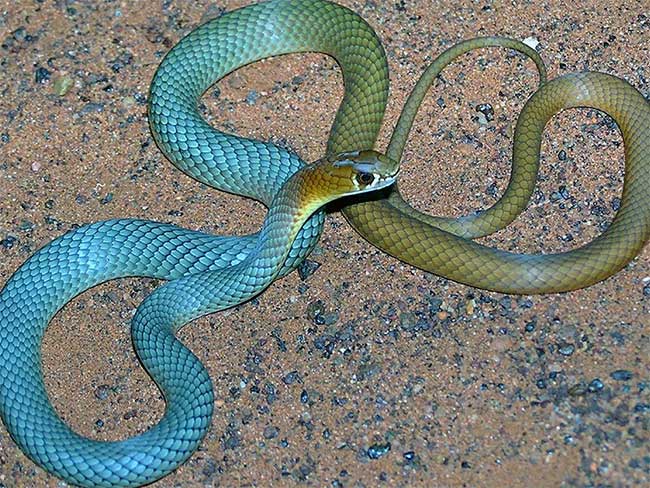 This snake species is often confused with others due to similar physical characteristics.