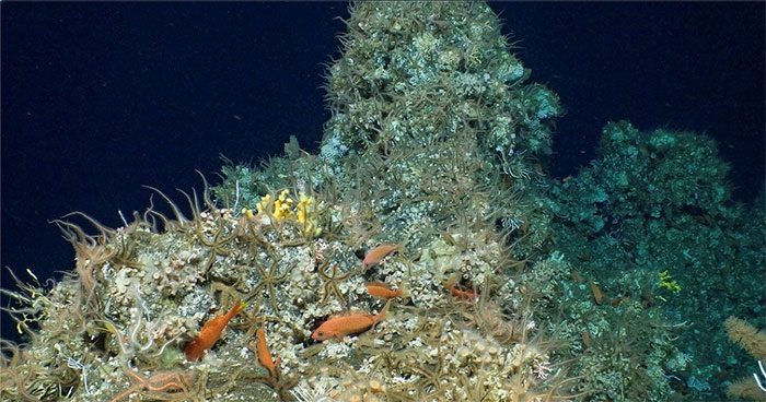 Fish congregating at the ancient and pristine coral reef in Ecuador.