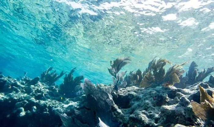 Fish swimming around a coral reef in Key West, Florida