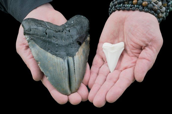 Megalodon Teeth